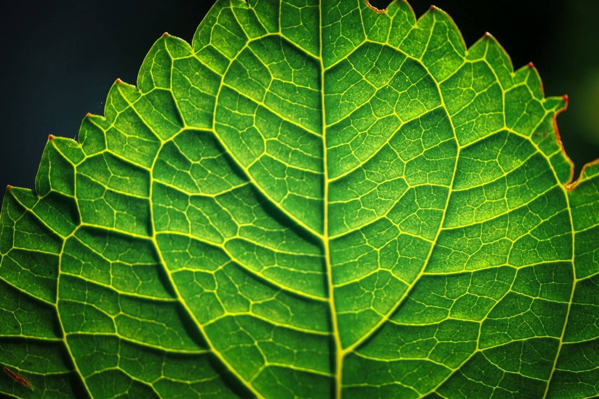 Regenerative by design