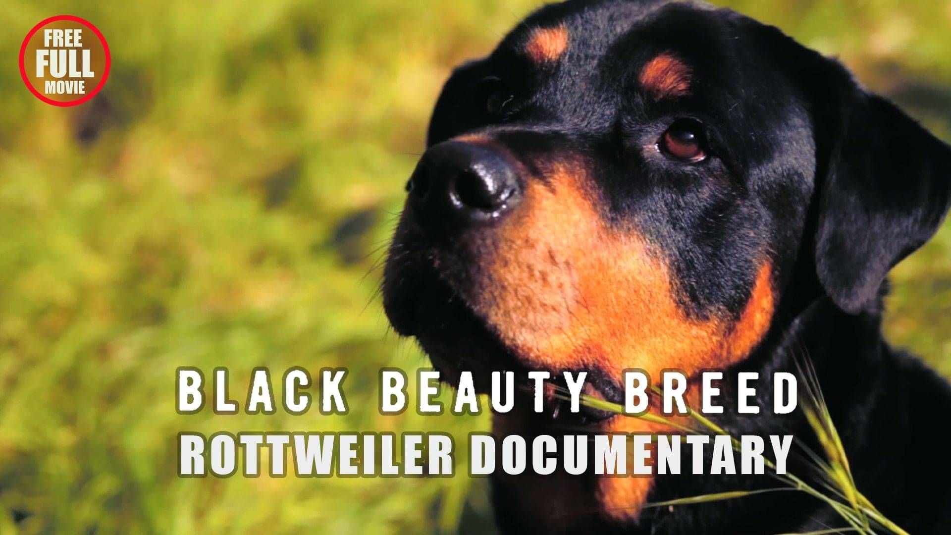 Discover the True Spirit of the Rottweiler in 'BLACK BEAUTY BREED' – Now Streaming on Britflicks