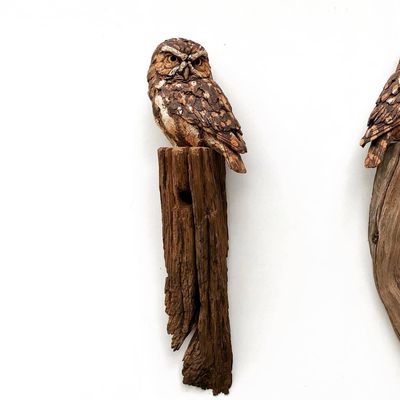 Little Owl 6