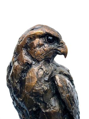 Bronze, Peregrine Falcon in, edition no 2 of 12