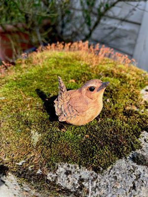 A  Jenny Wren 2