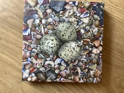 Beach Babes (Eggs &amp; Shells) Canvas Print