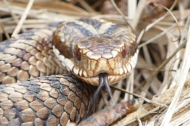 Adder on nature reserve in Dorset