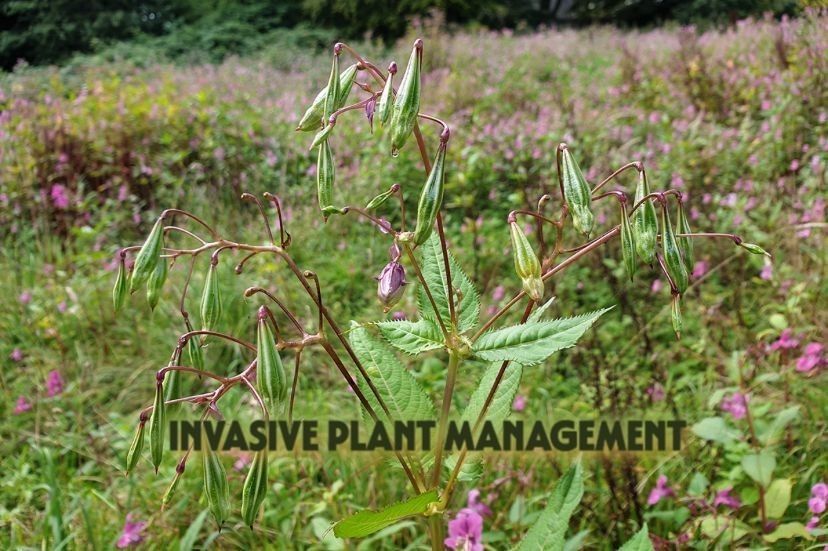 Invasive plant management
