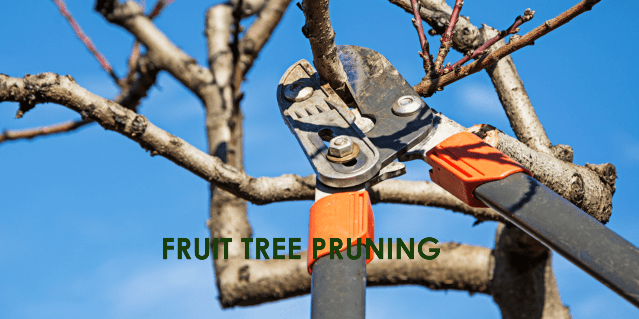FRUIT TREE PRUNING