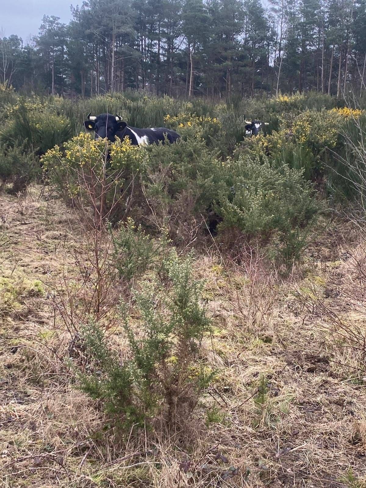 Vegetation management