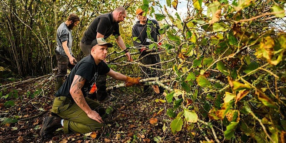 Hedge laying with devon rural skills trust