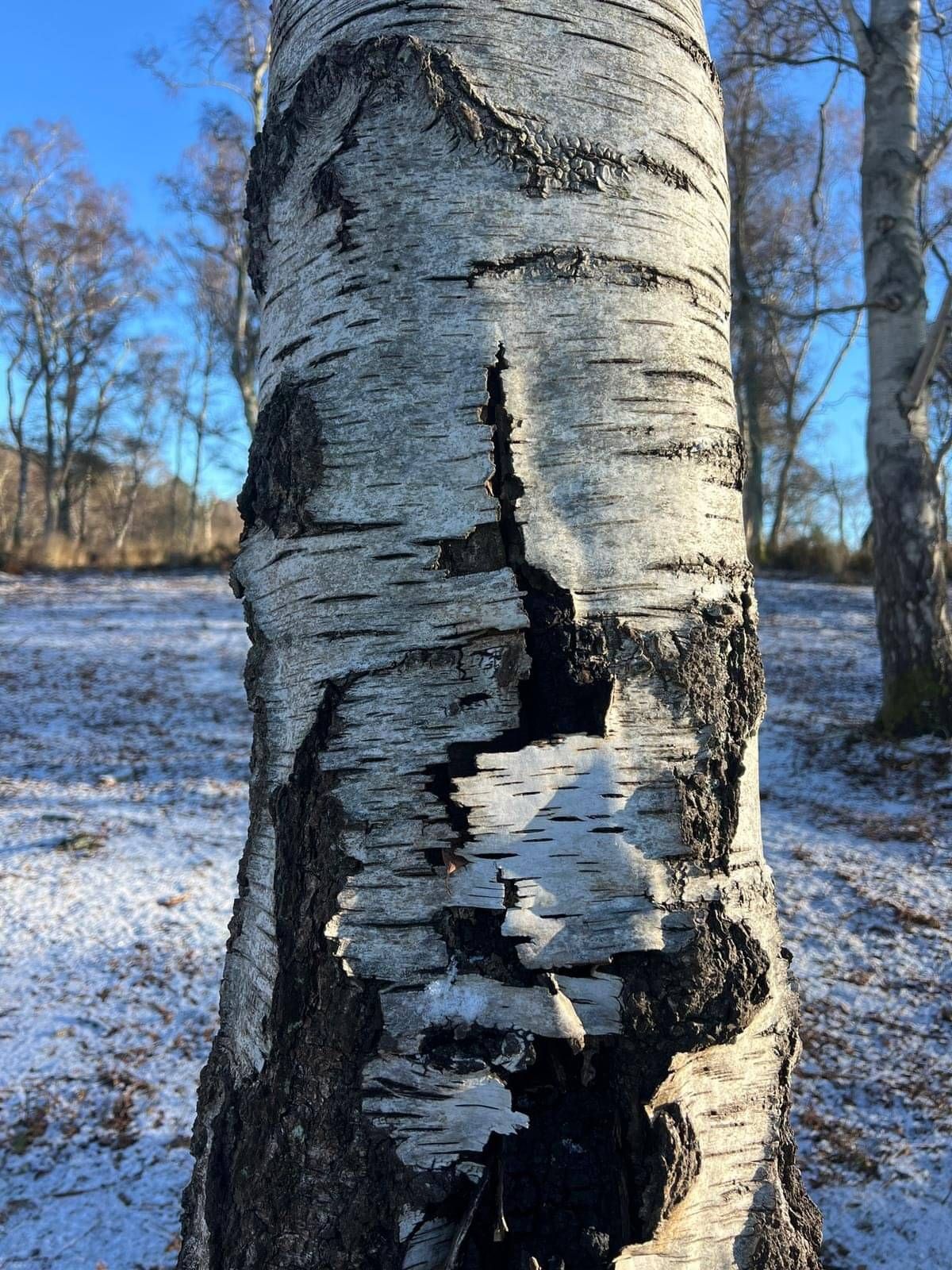 Earth Listening Verity Megan, Silvija Šuliokaitė & Garwyn Linnell at Hackhurst Farm