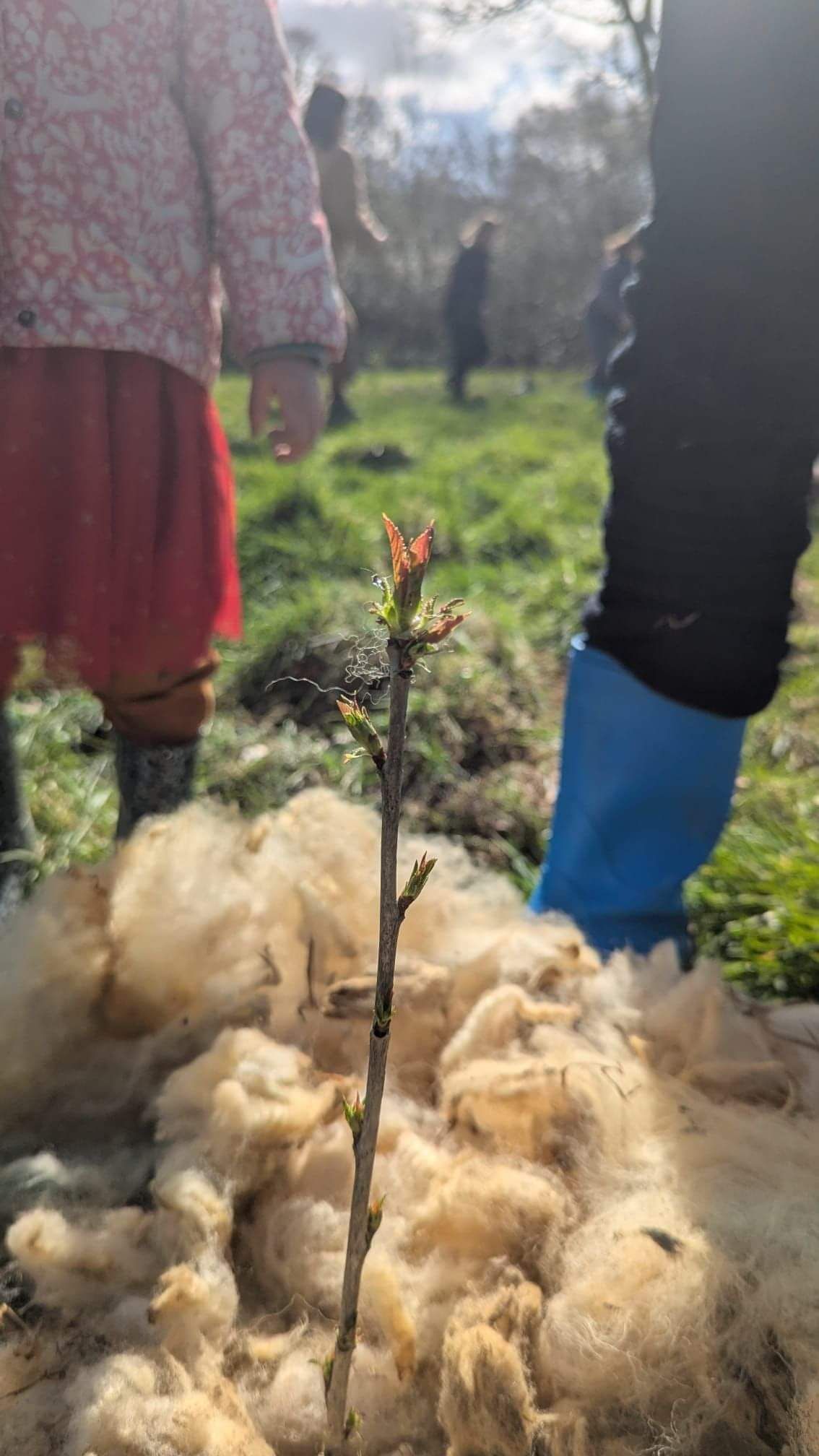 Planting Trees at Hackhurst Farm