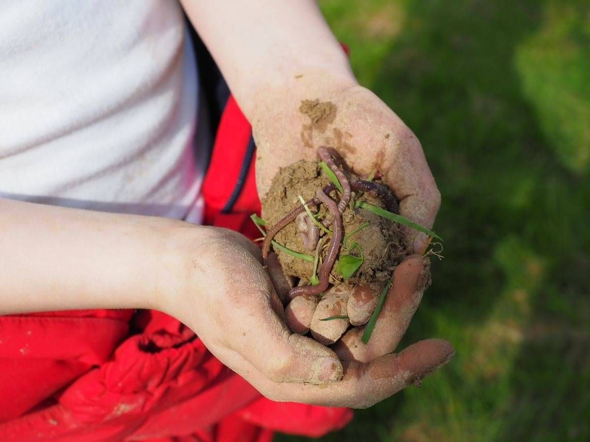 Tending the Land Conservation Day at Hackhurst Farm - Children's Forest