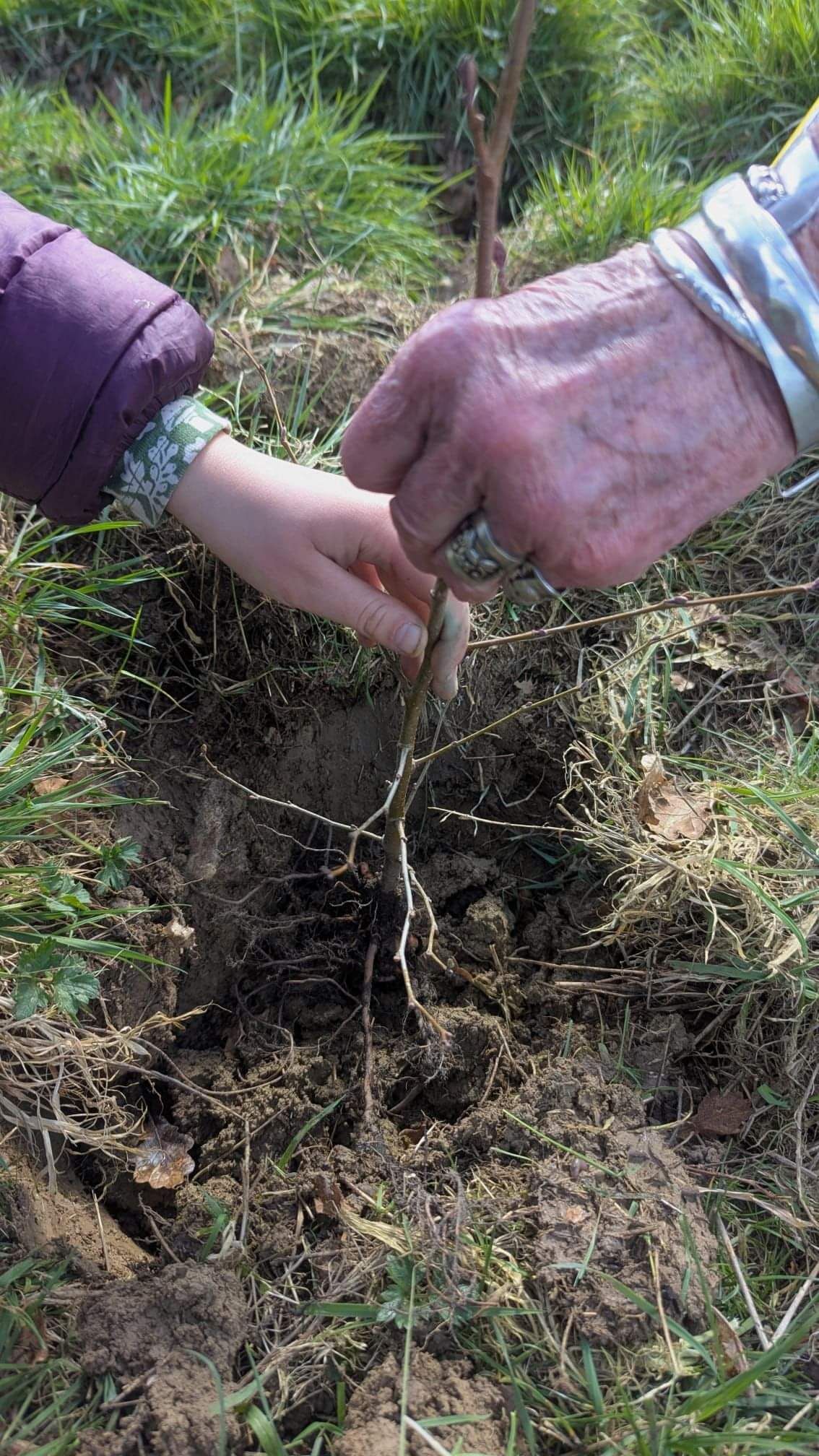 Community Tree Planting Day at Hackhurst Farm with Children's Forest