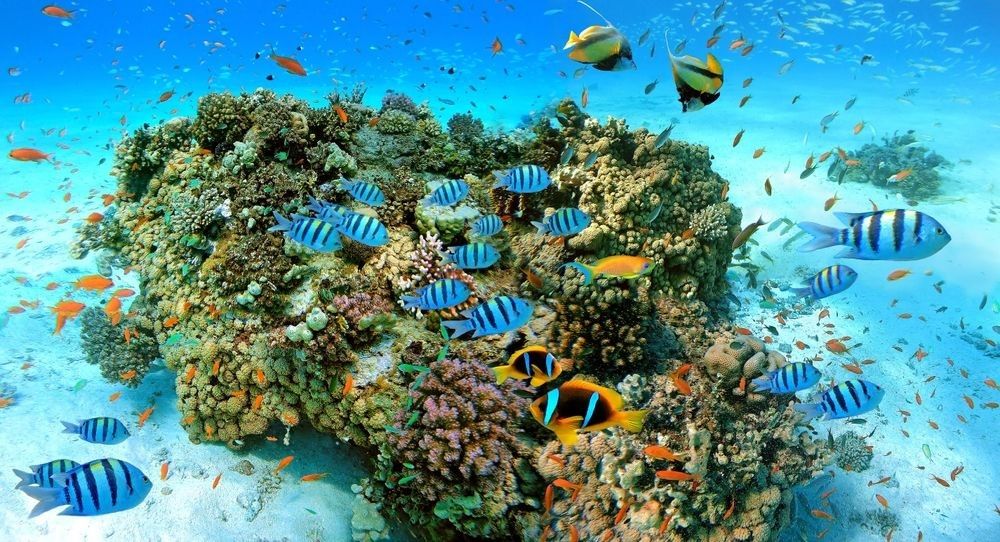 Holidays to the Red Sea Resorts in Egypt from Newcastle Airport