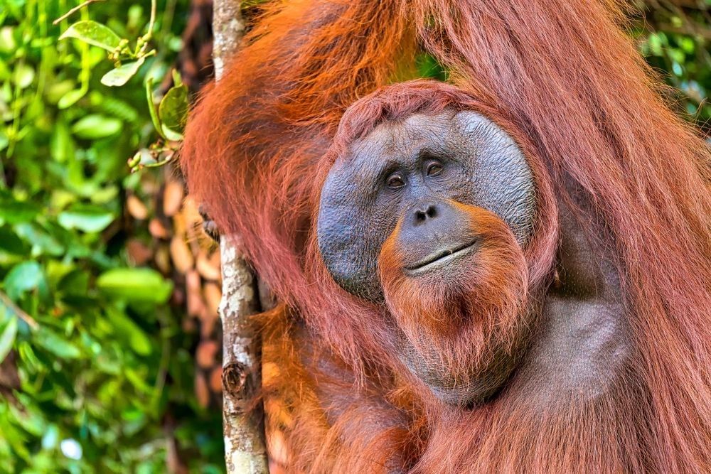 Visit Borneo's Rainforest with JLM Travel